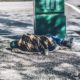 Photo of homeless man sleeping on street corner