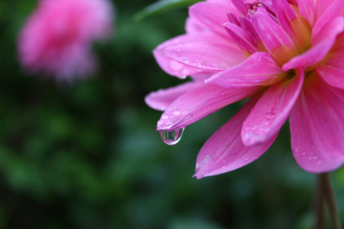 Closeup photo of water droplet on flowers