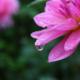 Closeup photo of water droplet on flowers